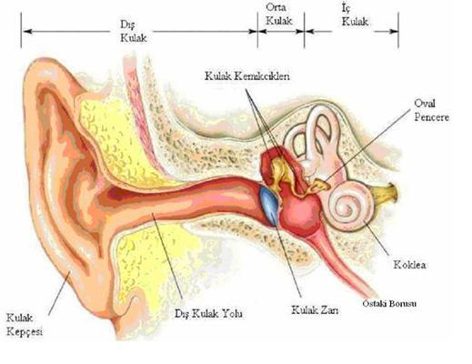 5 2. ĐŞĐTME SĐSTEMĐ 2.1. Kulak Anatomisi Đnsan işitme sisteminde kulak Şekil 2.1 de görüldüğü üzere dış, orta ve iç kulak olmak üzere üç bölümden oluşur.