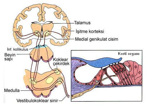 12 2.2. Merkezi Đşitme Yolları Kokleadan VIII. sinir yoluyla gelen sinirsel kodlar belirli bir sıra ile merkezi işitme sistemi ile alınır.