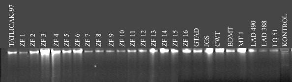 4.2. Laboratuvar Çalışması Bulguları ve Tartışma Doktora çalışmasının bu bölümünde; RAPD-PCR tekniği kullanılarak bazı tritikale hatlarının genetik karakterizasyonu belirlenmeye çalışılmıştır.