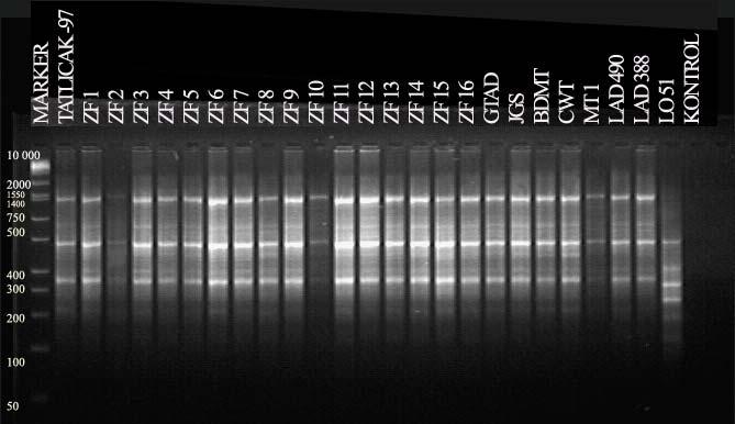 hatlarının RAPD-PCR band profilleri Şekil