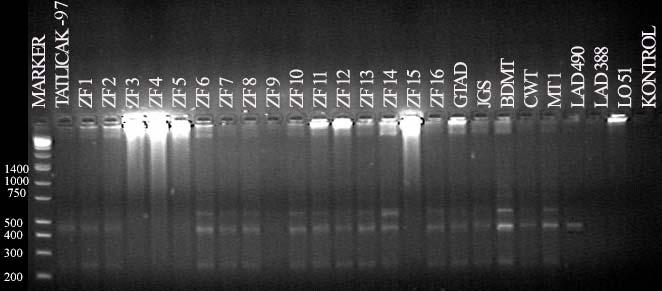 hatlarının RAPD-PCR band profilleri Şekil