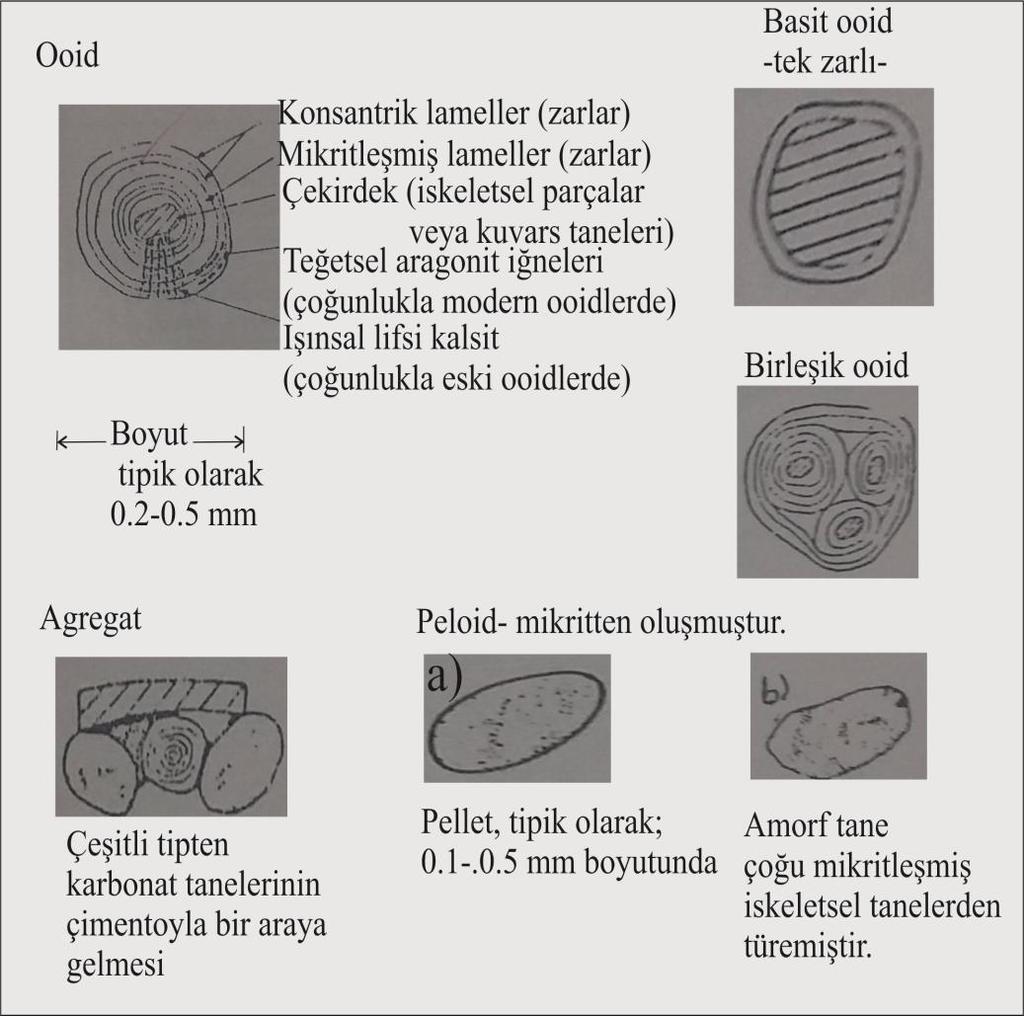 3.Kireçtaşlarının