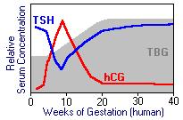 TİROİD TESTLERİ GEBE TSH, FT4 KULLANILIR TT4, TBG: 4 8. HF ARTAR HCG ETKİSİ 1. TRİM. TSH AZALIR <0.