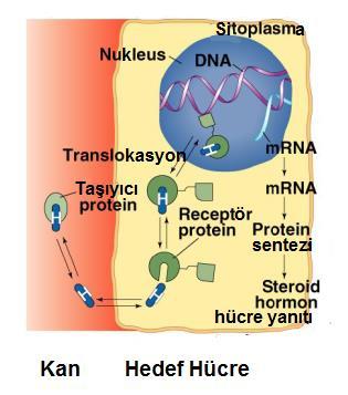 östrojenleri bağlayan proteinlerden biri alfa fötoprotein dir. Tiroid hormonları olan T3 ve T4 ise tiroksin bağlayan globulin ve tiroksin bağlayan prealbümin ile taşınır.