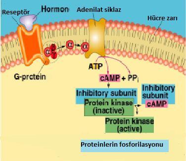A-Adenilat Siklaz (AC) yolu hormon reseptöre bağlanmak suretiyle G-proteine yapışık