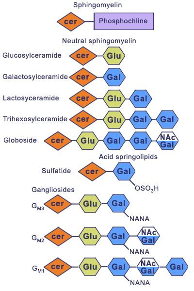 Glikosfingolipitler -Shingomiyelin (Şeker kalıntısı yok) Önemli Glikosfingolipitler: