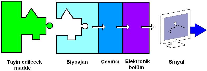 22 Şema 1: Biyosensör yapısının şematize edilmesi 2.1. Biyosensör Çeşitleri 2.2. İdeal Bir Biyosensörün Sahip Olması Gereken Özellikler (56) İdeal bir biyosensör aşağıdaki özelliklere sahip olmalıdır.