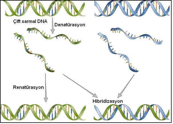 29 2.3.1.1.3. Nükleik Asit (DNA) Hibridizasyonu: Baz çiftlerinin hibridizasyon şartlarına bağlı olarak kararlı çift sarmallı tek bir yapı haline gelmesine Nükleik asit hibridizasyonu denir (7).