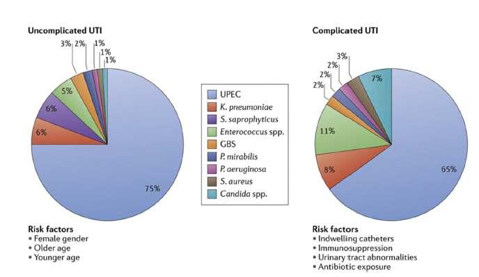 ETKENLER 1. UPEC 2. K. pneumoniae S. saphrophy2cus 3. Enterococcus spp. 1. UPEC 2. Enterococcus spp 3. K. pneumoniae 4. Candida spp.