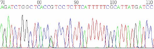 TT TG CTAATTAGA TAT T GTTC TGGGAAGTCA S11 G647C/+ Normal Dizi TC TT CATT TT TCG CATTATG A TCC TCG TTG