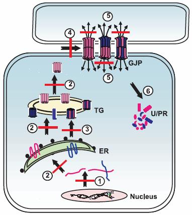 alfa-tektorin ve kollagen; gen düzenleyici proteinler, başlıca transkripsiyon faktörleri, POU gen ailesinden EYA4 sıralanabilir (11,13)