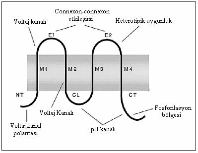 4 Connexin 26 protein alanları (M1-4; zargeçer alan,