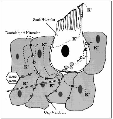 Şekil 1.5 Kokleada potasyum iyon d öngüsü ve gap junction lar (34).