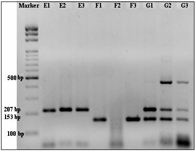 F1. (NH 4 ) 2 SO 4 taq tamponu + 1 mm MgCl 2 F2. (NH 4 ) 2 SO 4 taq tamponu + 1.5 mm MgCl 2 F3. (NH 4 ) 2 SO 4 taq tamponu + 2 mm MgCl 2 G1. (NH 4 ) 2 SO 4 taq tamponu + 1 mm MgCl 2 G2.