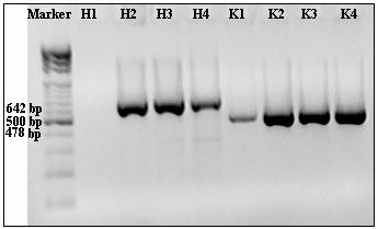 H1. KCl taq tamponu + 1 mm MgCl 2 H2. KCl taq tamponu + 1.5 mm MgCl 2 H3. KCl taq tamponu + 2 mm MgCl 2 H4. KCl taq tamponu + 3 mm MgCl 2 K1. KCl taq tamponu + 1 mm MgCl 2 K2. KCl taq tamponu + 1.5 mm MgCl 2 K3.