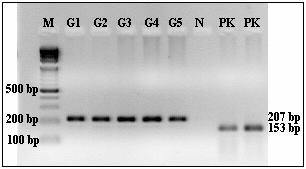 1.3.2 35delG Mutasyonu İçin PCR Amplifikasyonu ve PCR Ürününün Saptanması İki set primer kullanılarak, olası 35delG mutasyon bölgesi (207 bp) ve yine Cx-26 geni içerisinde enzim kesim bölgesi taşıyan