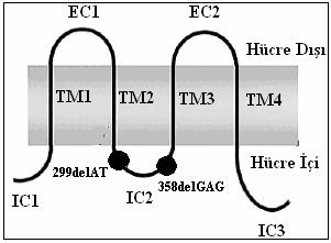 299delAT Mutasyonu Diğer bir mutasyon 299. ve 300. nükleotidlerin (AT) delete olmasıyla çerçeve kayması biçiminde oluşmaktadır. Çalışmamızda bir olguda (30.
