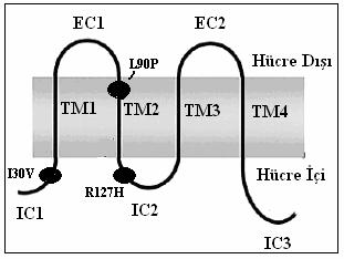 T269C (L90P) Mutasyonu Cx-26 geninin 269. nükleotidinde timin yerine sitozin nükleotidinin geçmesiyle proteine yansıyan mutasyonla, 90. amino asiti olan lösin yerine prolin gelmektedir (Şekil 4.4).
