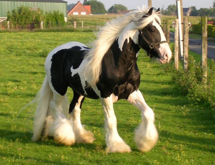 MİDİLLİ Latince adı: Equus caballus İngilizce adı: Pony Omuz (cidago) yüksekliği 150 cm ye kadar olan küçük atlardır.