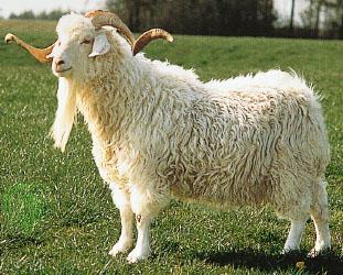 ANKARA KEÇİSİ Latince adı: Capra aegogrus İngilizce adı: Angora goat Ankara keçisinin anavatanı Orta Asya dır. Tiftik keçisi olarak da bilinir.