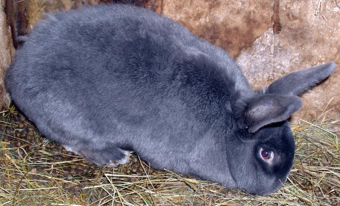 MAVİ VİYANA TAVŞANI Kökeni Avusturya dır. Viyana Tavşan ırkları içinde en eski tavşan ırkı olarak kabul edilmektedir.