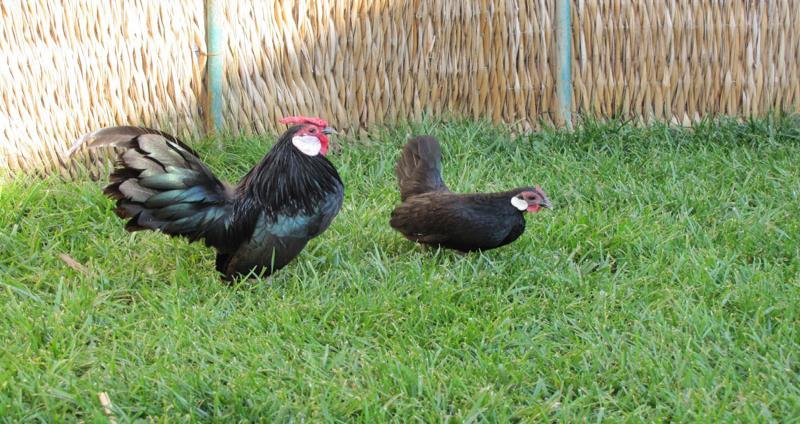 ROSECOMB TAVUĞU Kökeni Büyük Britanya dır. Küçük tavuklar sınıfındandır. Öne çıkan özelliği yanaklarındaki beyaz renkli loblar ve ibikleridir.
