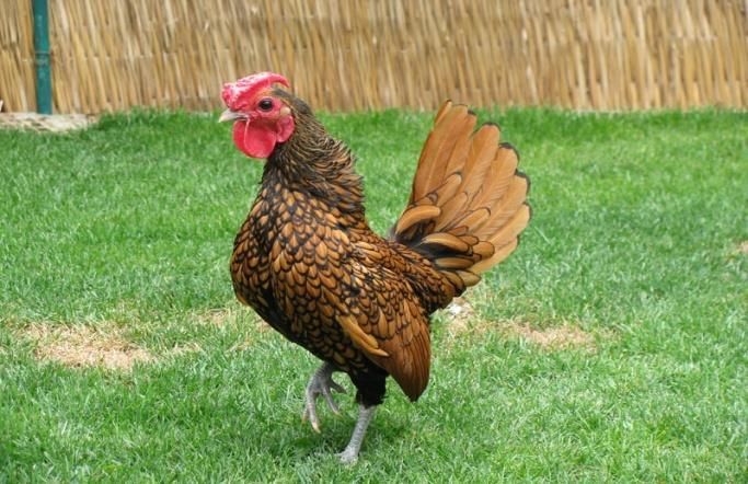ZİBRİT TAVUĞU Orijini İngilteredir. Minyatür tavuklar gruba giren zibritler popüler bir süs tavuğudur. Kuyrukları yukarı doğru kalkık göğüsleri hafif öne çıkıktır.