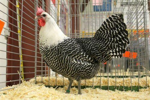 BRAKEL TAVUĞU Brakel, Belçika kökenli bir tavuk ırkıdır.