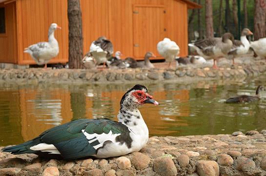 AMERİKAN ÖRDEK Latince adı: cairina moschata İngilizce adı: muscovy duck Amerika'nın keşfi sırasında Güney Amerika'dan elde edilmiştir. Bir diğer adı Muscovy ördektir.