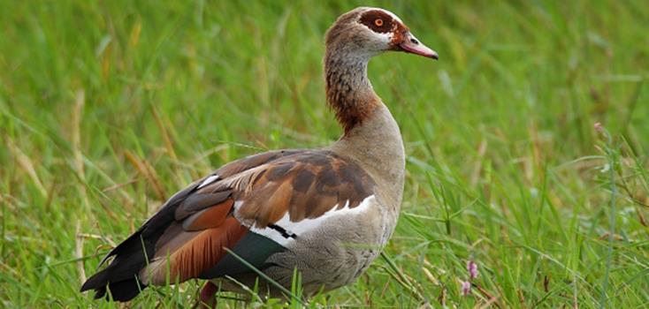 MISIR KAZI Latince adı: alopochen aegyptiacus İngilizce adı: egyption goose Genellikle Afrika'da yerleşim gösteren kuşlardır. Nil kazı da denilir. Çöller ve sık ormanlar hariç her yerde yaşarlar.