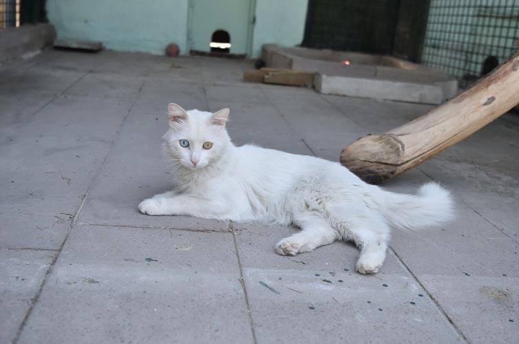 ANKARA KEDİSİ Latince adı: felis catus İngilizce adı: angora cat Ankara kedisi, dünyaca tanınan bir kedi ırkıdır. Anayurdu Ankara olan en eski uzun tüylü kedi soylarından birisidir.