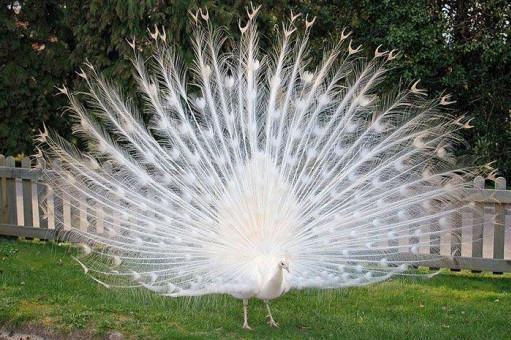BEYAZ TAVUS KUŞU Latince adı: Pavo cristatus mut. İngilizce adı: White Peacock Anavatanı Hindistan dır. Beyaz tavus kuşu mutasyon sonucu oluşmuştur.