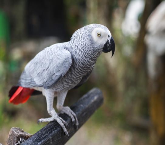 AFRİKA GRİ PAPAĞANI Latince adı: Psittacus erithacus İngilizce adı: African grey parrot Anavatanı Batı ve Orta Afrika dır. En zeki kuşlar arasındadır.