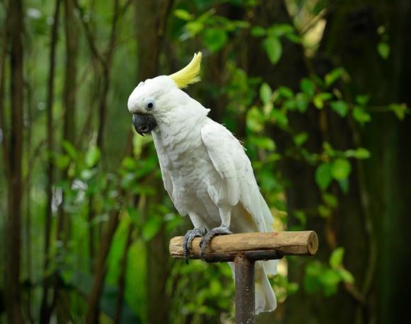 Bilinen papağan türleri içinde taklit ve konuşma yeteneği en iyi kuş türlerinden biridir. Yaşam süresi 50-60yıldır.