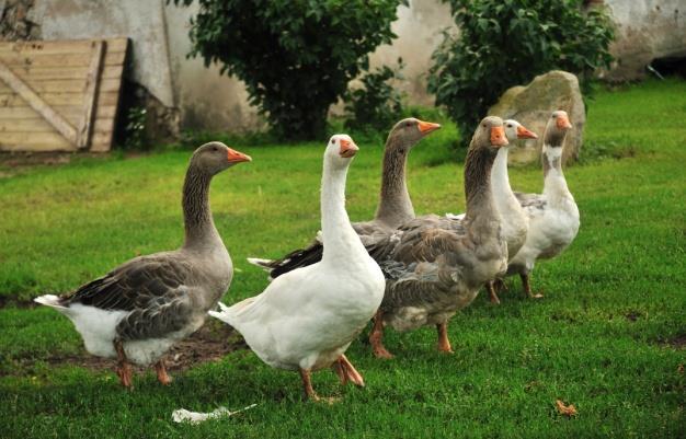 KAZ Latince adı: Anser domesticus İngilizce adı: Goose Yabani boz kazlardan köken alırlar ancak onlara göre daha ağırdırlar.