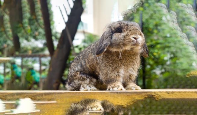 HOLLANDA LOP TAVŞANI Hollanda'da Netherland Dwarf ile French lops tavşanları melezlenerek meydana gelmiştir. 7-12 yıl ömürleri vardır.