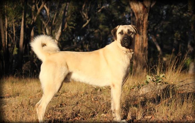 KANGAL Türkiye kökenli bir çoban ve bekçi köpeğidir. Adını Sivas ın Kangal ilçesinden alır. Saldırgan değil koruyucudur.