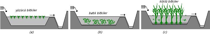 yaygın olarak bulunmaktadırlar. Kana, zencefil, fil kulağı, muz, zambak gibi egzotik bitkiler de atık su arıtma özelliğine sahiptir. 2.2.3.1 Hasır Out: Çok yıllık, otsu bitki cinsidir.