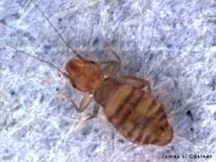 PSOCOPTERA (Psosidler, Kitapbitleri) Ergin morfolojik