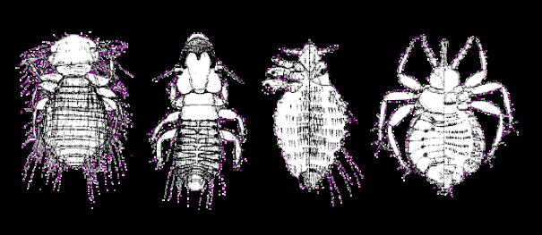 şekillerde Anoplura da thorax segmentleri kaynaşmış; diğerlerinde