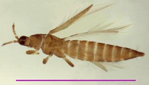 THYSANOPTERA (Tripsler, Kirpik Kanatlılar, Kabarcık Ayaklılar;) Ergin morfolojik özellikleri sarımsı-kahverenkli,