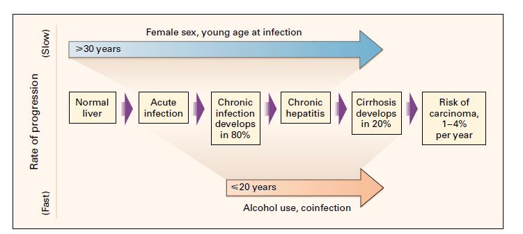 HCV DOĞAL SEYİR