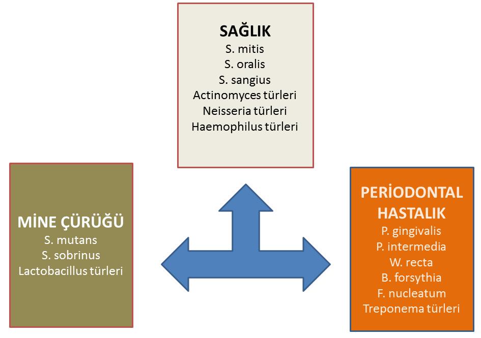 diğer türlerle başa çıkabilmesi, hızlı büyüyebilme özelliğinin olması, uygun yüzeylere yapışabilme yeteneğinin olmasıdır (Socransky ve Haffajee 2005).