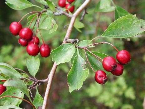 Crataegus monogyna (Tek Tohumlu Alıç) İçerik: Aminler, tanen, C vitamini, triterpen türevleri, flavon türevleri ve acı maddeler taşımaktadır.