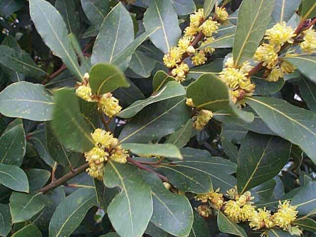 Laurus nobilis (Akdeniz Defnesi) Akdeniz havzasında yetişen defne, her dem yeşil bir çalı ya da küçük bir ağaçtır. Yaz, kış yaprağını dökmez.