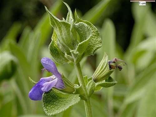 Salvia officinalis (Tıbbi Adaçayı, Dişotu) İçerik: Tanen, Acı madde ve uçucu yağ (%1 2,5) taşımaktadır. Uçucu yağda tuyon (%30 50), sineol (%15) ve borneol (%10) bulunmaktadır.