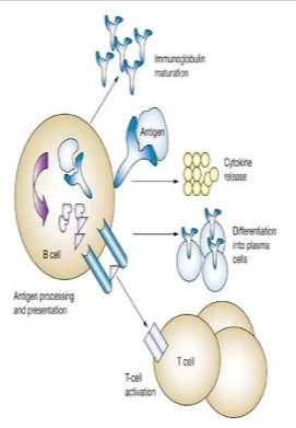 RİTUKSİMAB Kimerik anti-cd20 monoklonal ab Kompleman