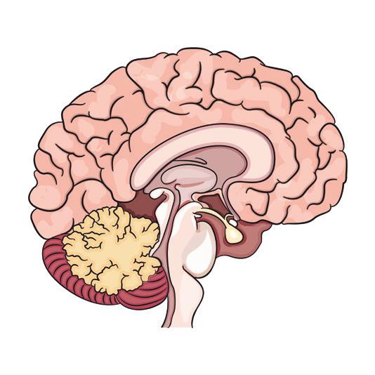 20 Vücudumuzdaki Sistemler ve Sağlığı 6. Merkezi sinir sisteminin bazı kısımları aşağıdaki şekilde gösterilmiştir. 8. İç salgı bezleri salgılarını bir kanalla hedef organa ulaştırır.