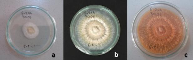 17 Şekil 3.2. PDA üzerinde gelişen a) 3 günlük, b) 7 günlük ve c) 14 günlük 3.2. Yöntem Cryphonectria parasitica izolatı (E-246) 3.2.1. Ġzolatların dsrna Ġçeriklerinin Belirlenmesi İzolatlar PDA