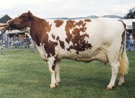 1.1.6. Ayrshire Ayrshire ırkı sığırların memleketi Güney Batı İskoçya da Ayr kasabasıdır. Bu ırk o memleketin belli başlı süt ırkıdır.